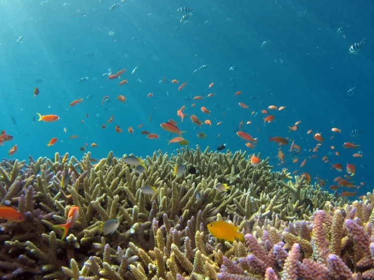 coral reef